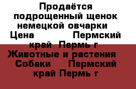 Продаётся подрощенный щенок немецкой овчарки › Цена ­ 3 500 - Пермский край, Пермь г. Животные и растения » Собаки   . Пермский край,Пермь г.